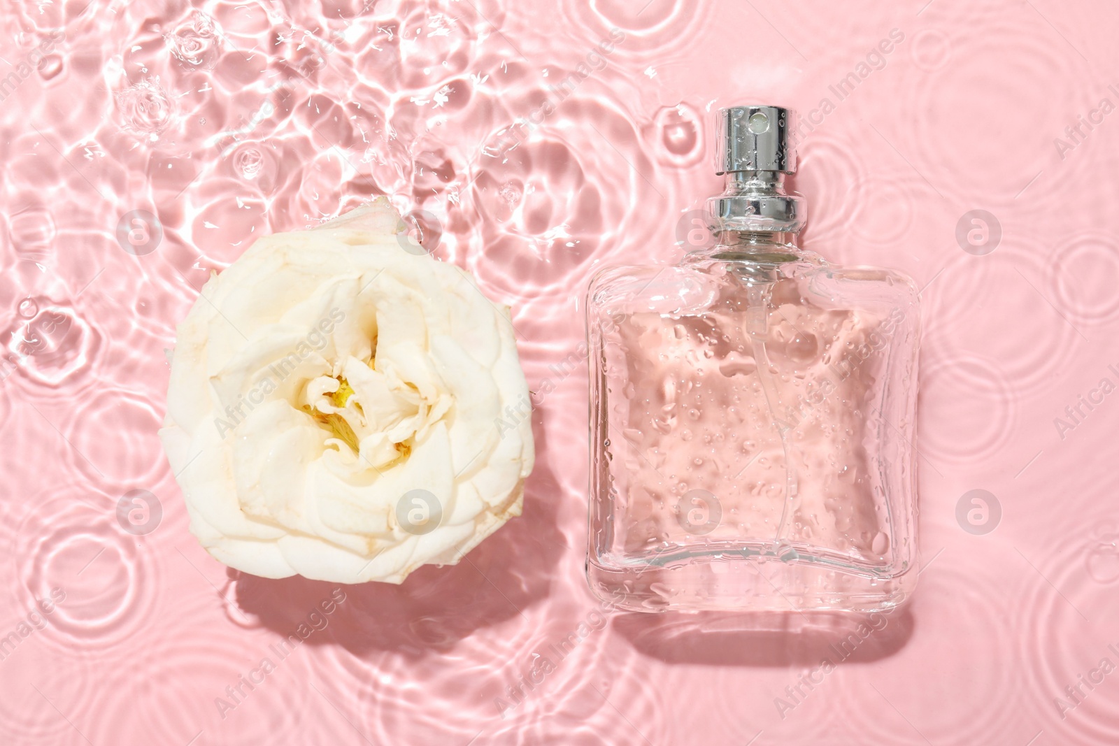 Photo of Beautiful rose flower and perfume bottle in water on pink background, flat lay