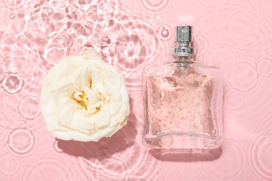 Photo of Beautiful rose flower and perfume bottle in water on pink background, flat lay