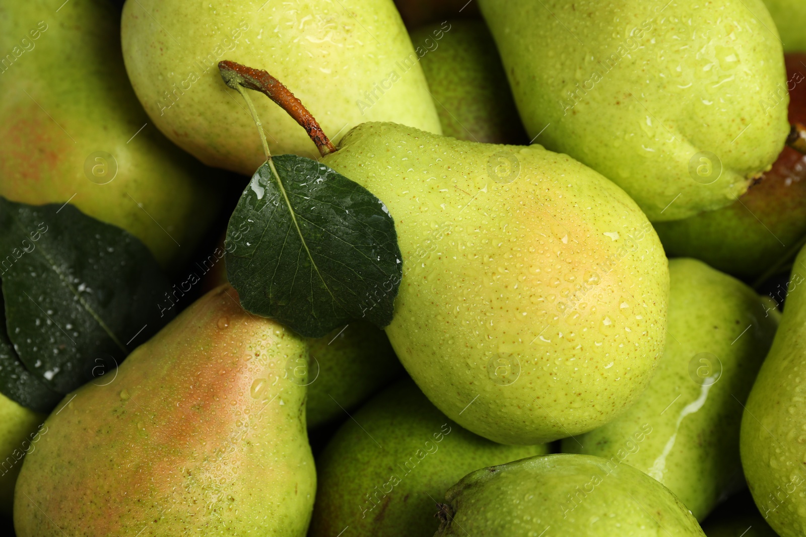 Photo of Many fresh ripe pears as background, closeup