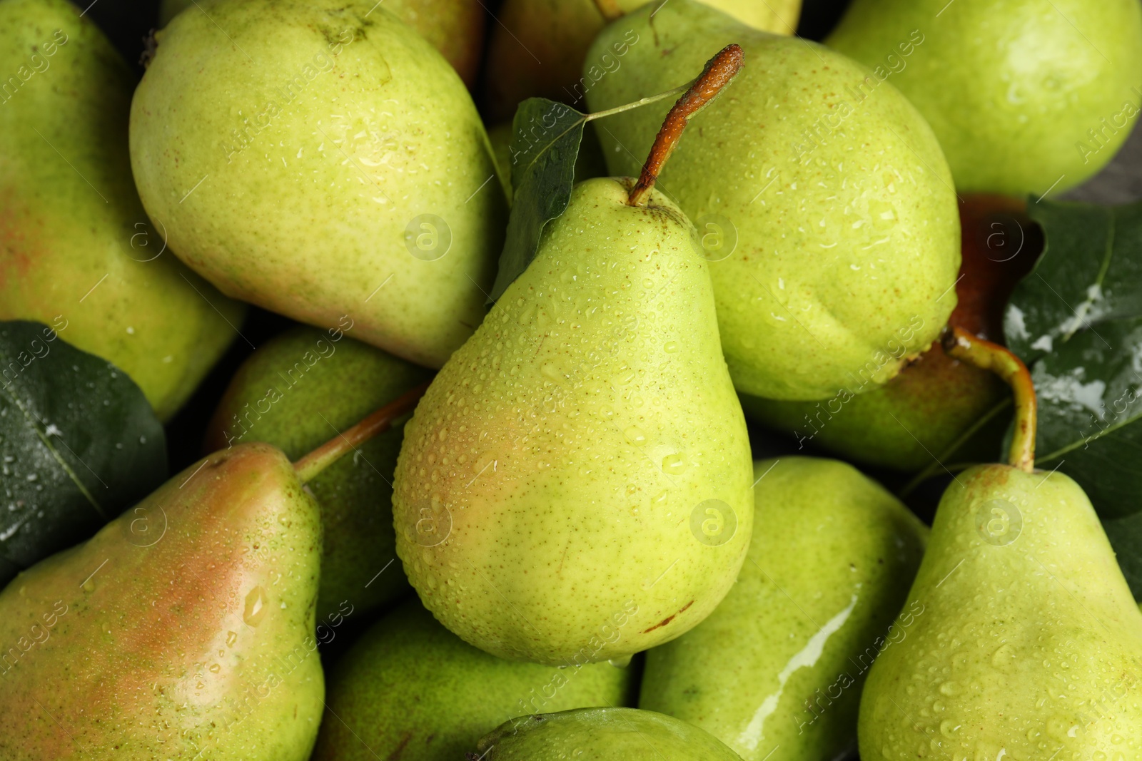 Photo of Many fresh ripe pears as background, top view