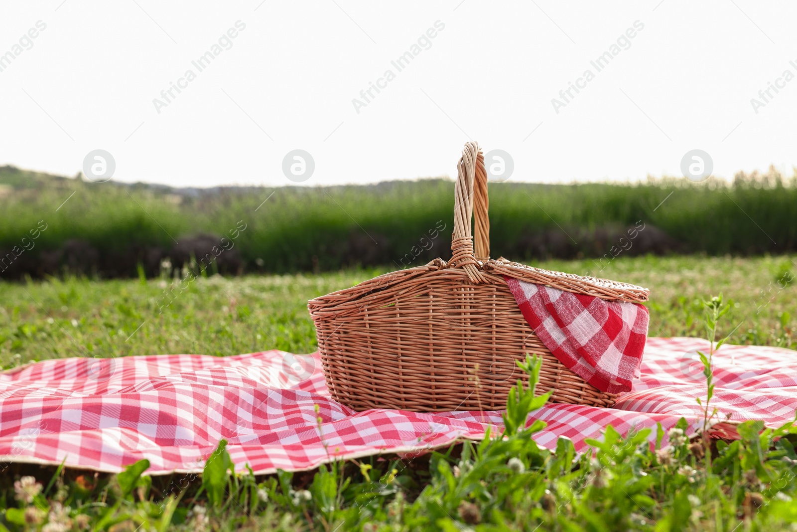 Photo of Picnic wicker basket with napkin and red checkered blanket on green grass outdoors, space for text