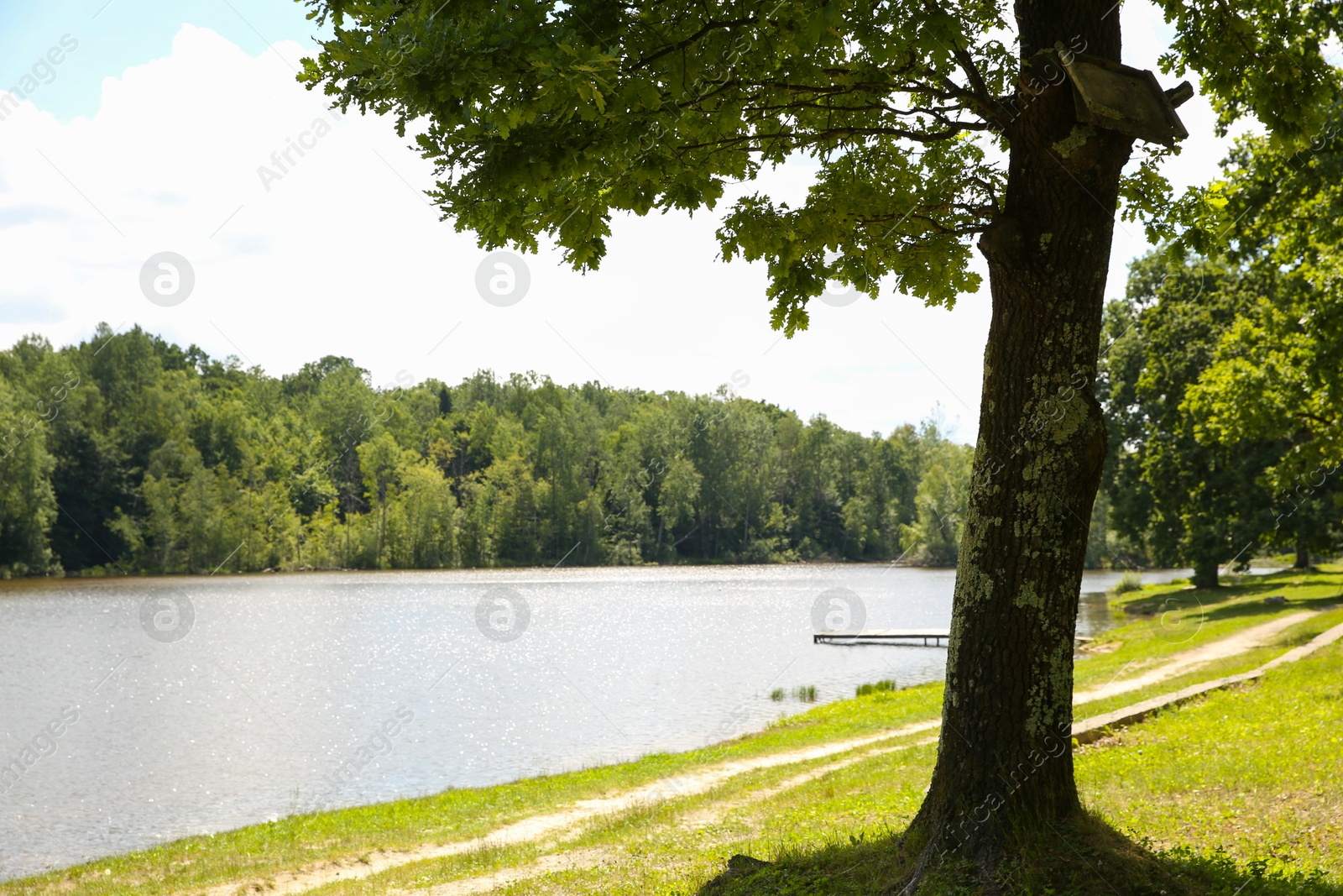 Photo of Green trees and people near lake in park