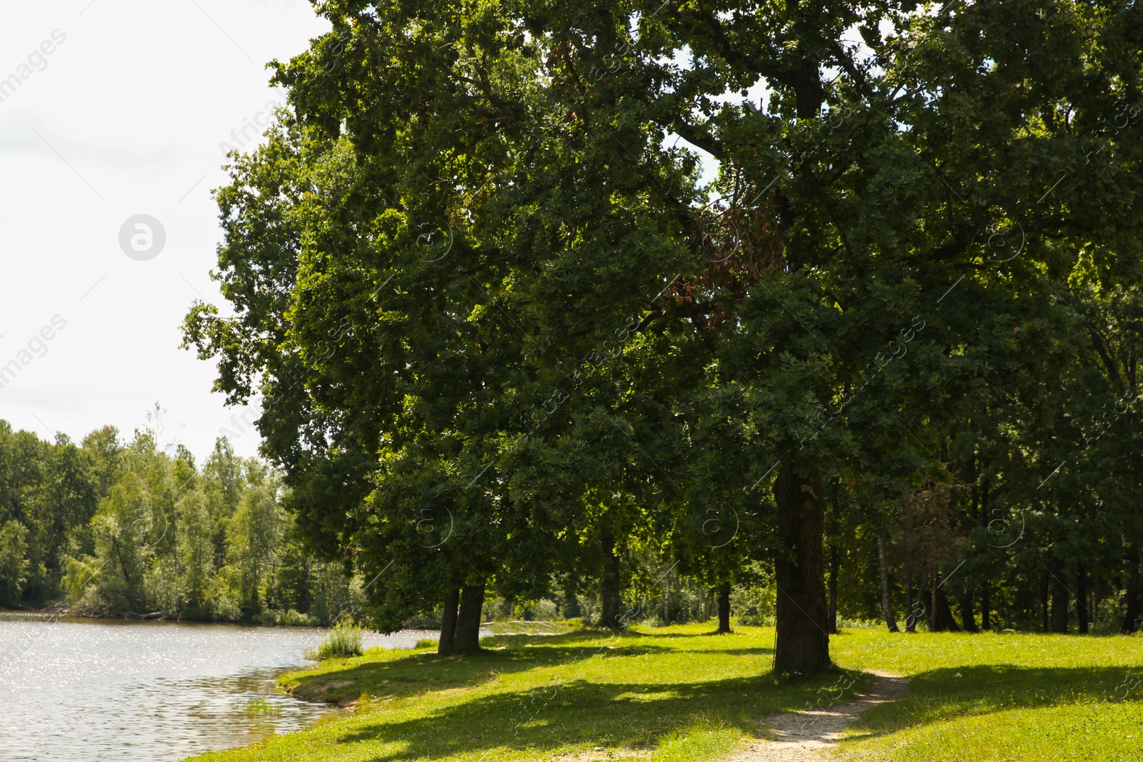 Photo of Beautiful green trees and lake in park