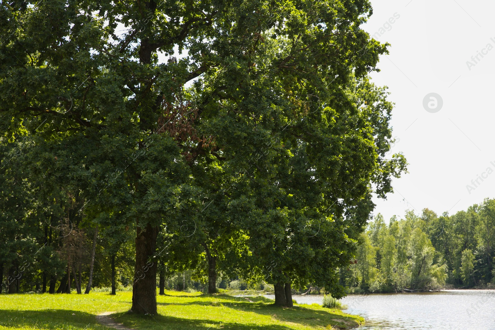 Photo of Beautiful green trees and lake in park