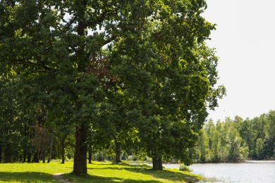 Beautiful green trees and lake in park