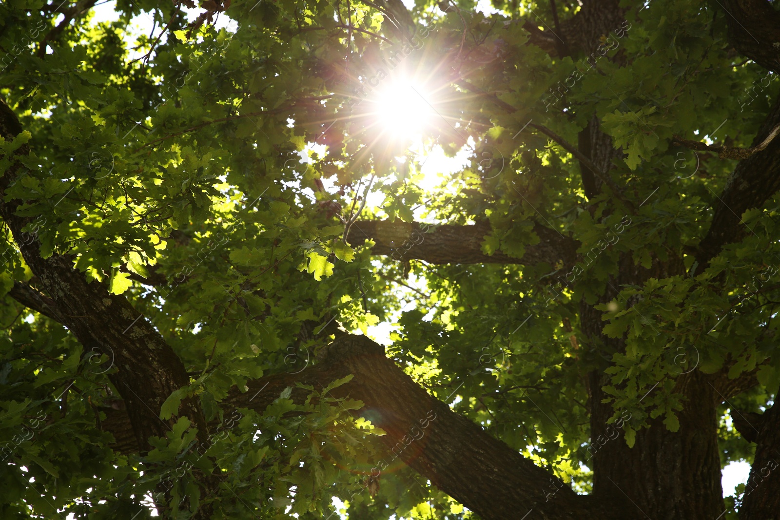 Photo of Beautiful green tree with lush leaves in forest