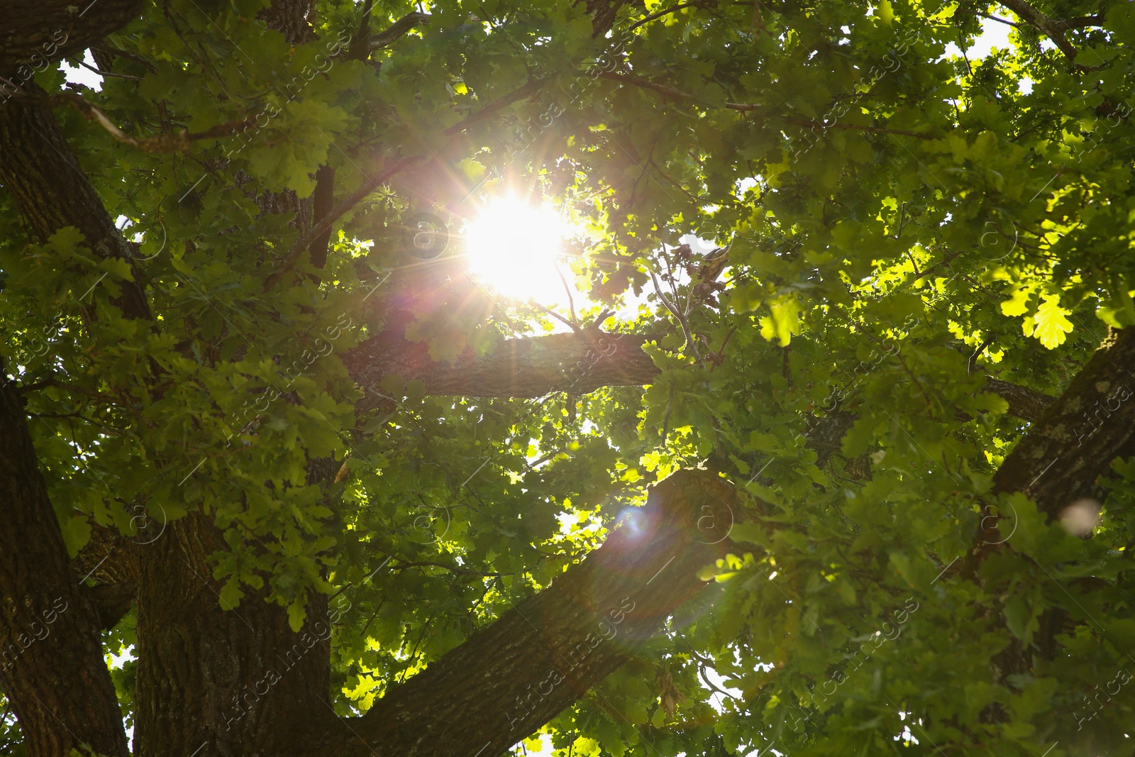 Photo of Beautiful green tree with lush leaves in forest