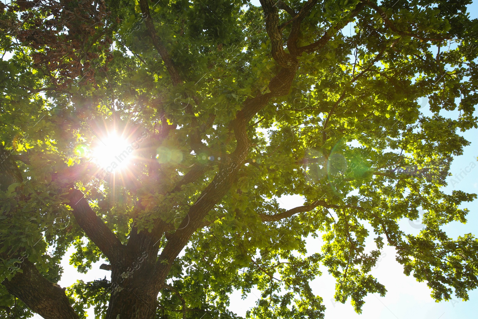 Photo of Beautiful green tree in forest, low angle view