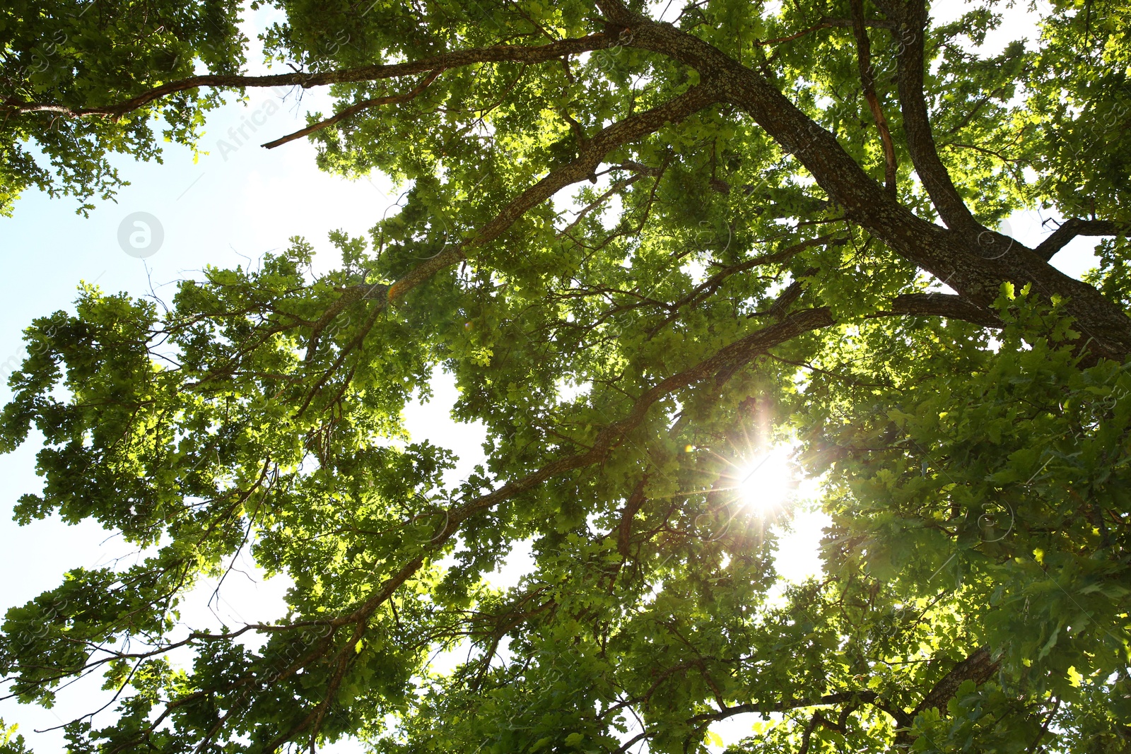 Photo of Beautiful green tree in forest, bottom view