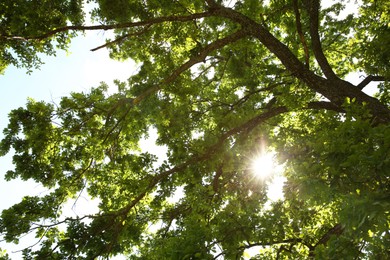 Beautiful green tree in forest, bottom view