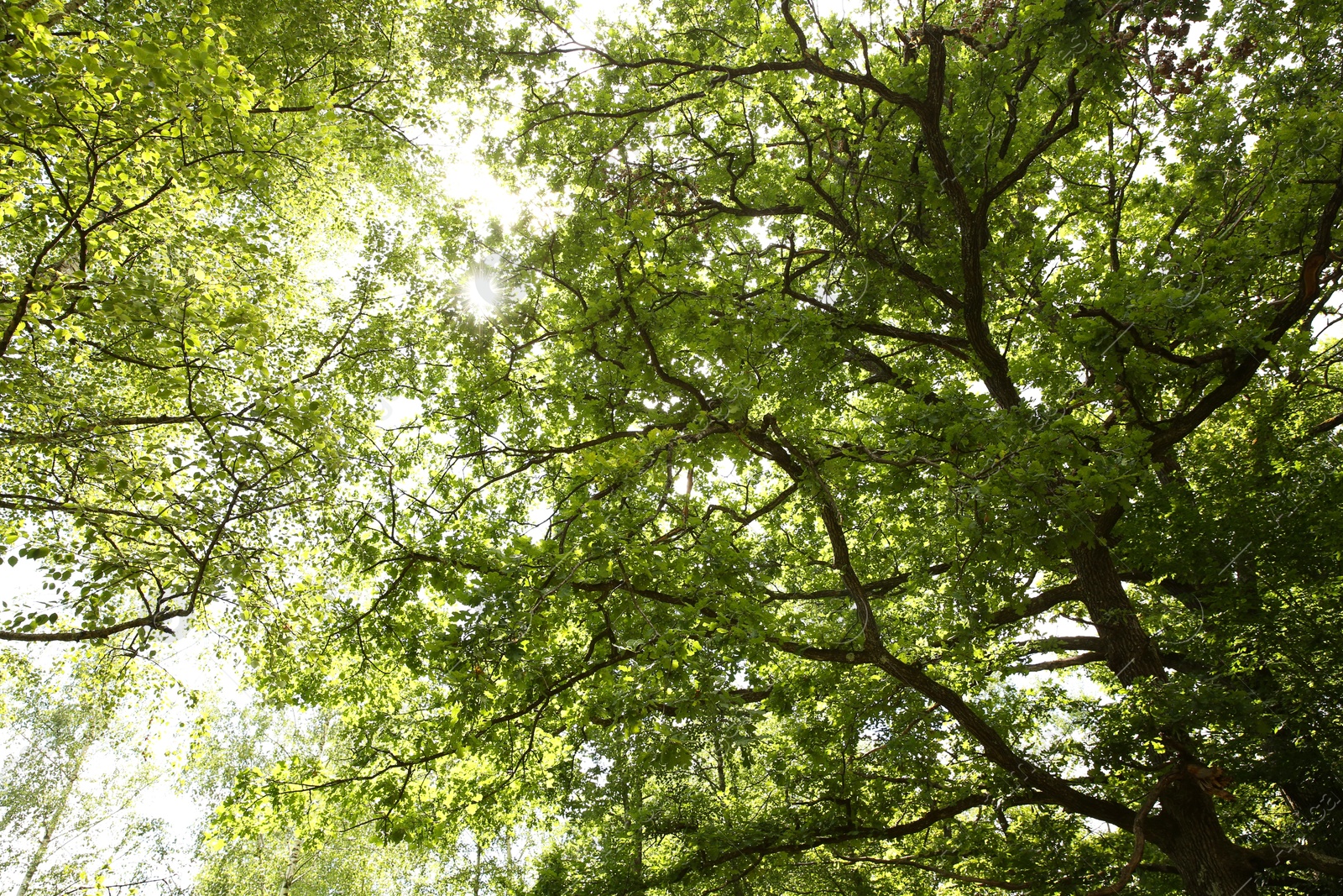 Photo of Beautiful green tree in forest, low angle view