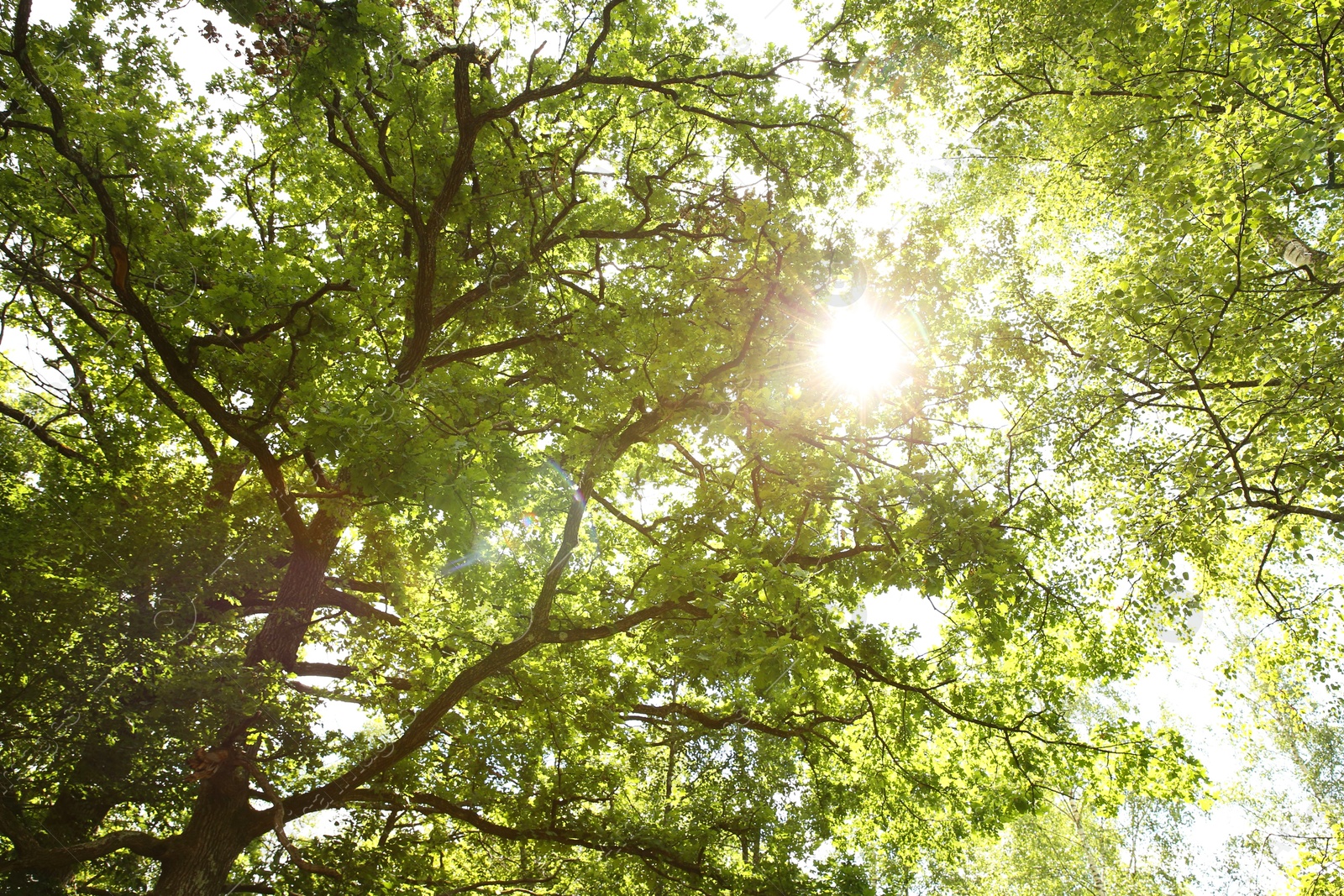 Photo of Beautiful green tree in forest, low angle view