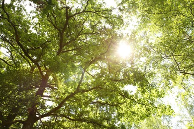 Beautiful green tree in forest, low angle view