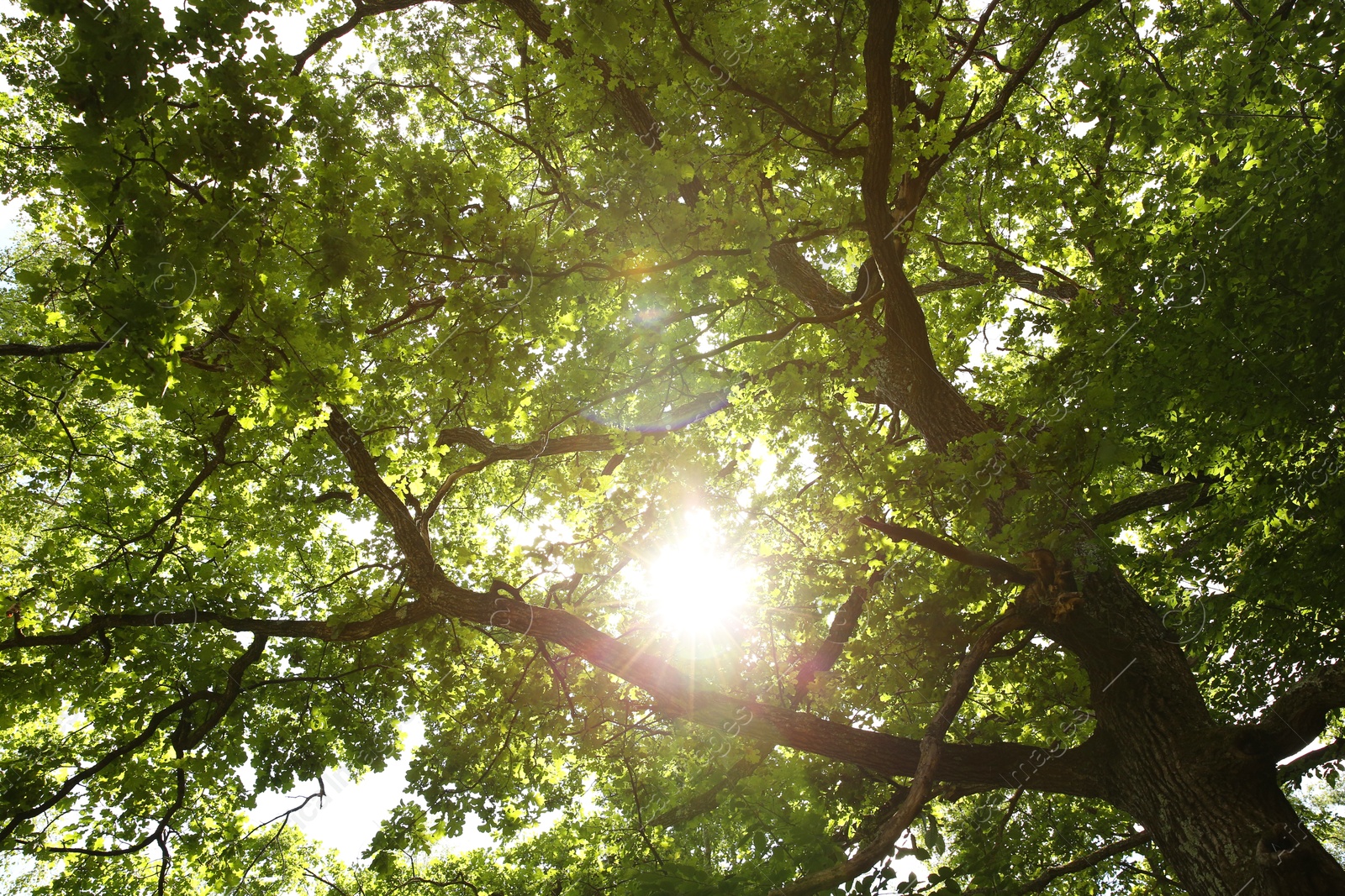 Photo of Beautiful green tree in forest, low angle view