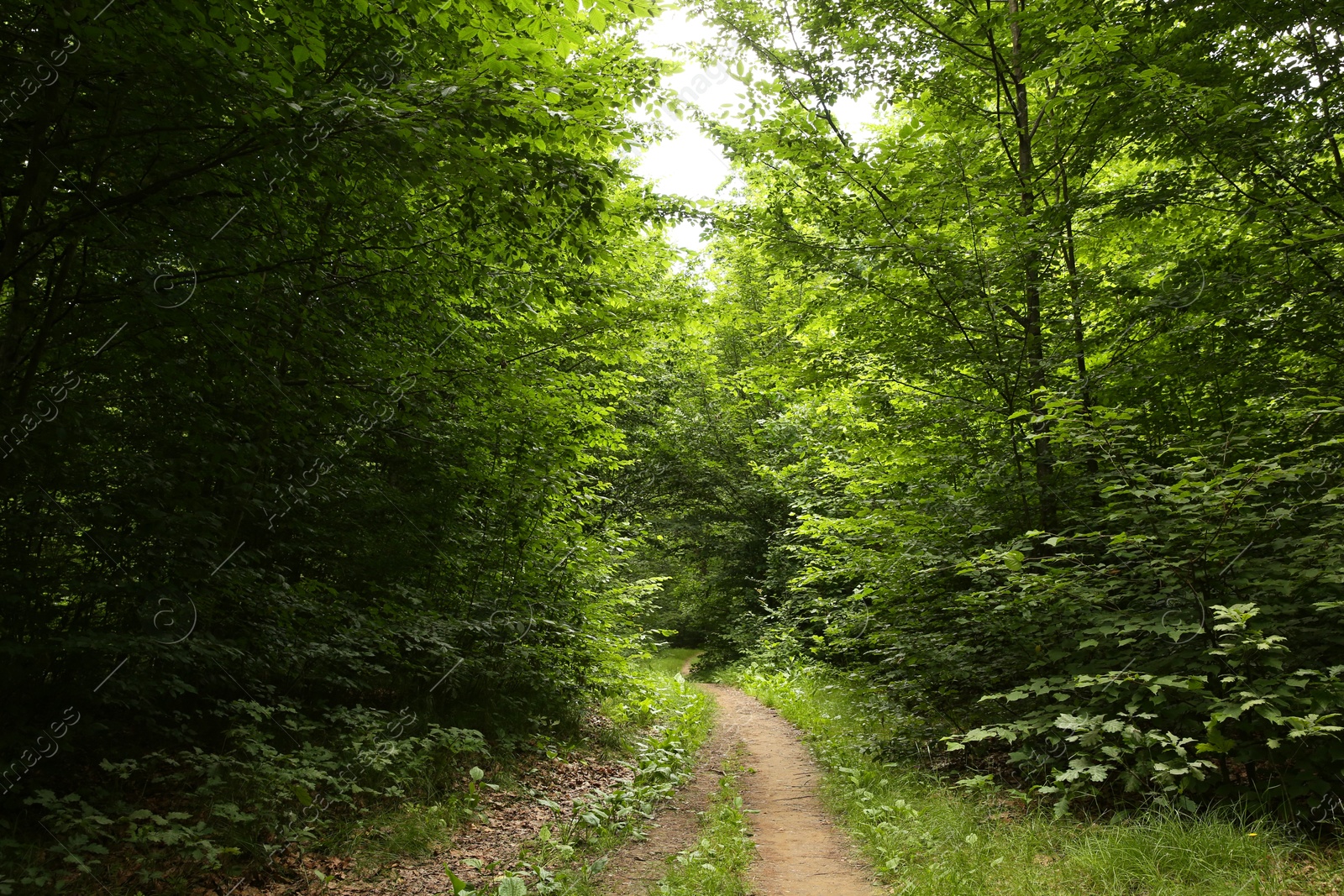 Photo of Beautiful green trees and pathway in forest