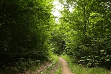 Beautiful green trees and pathway in forest