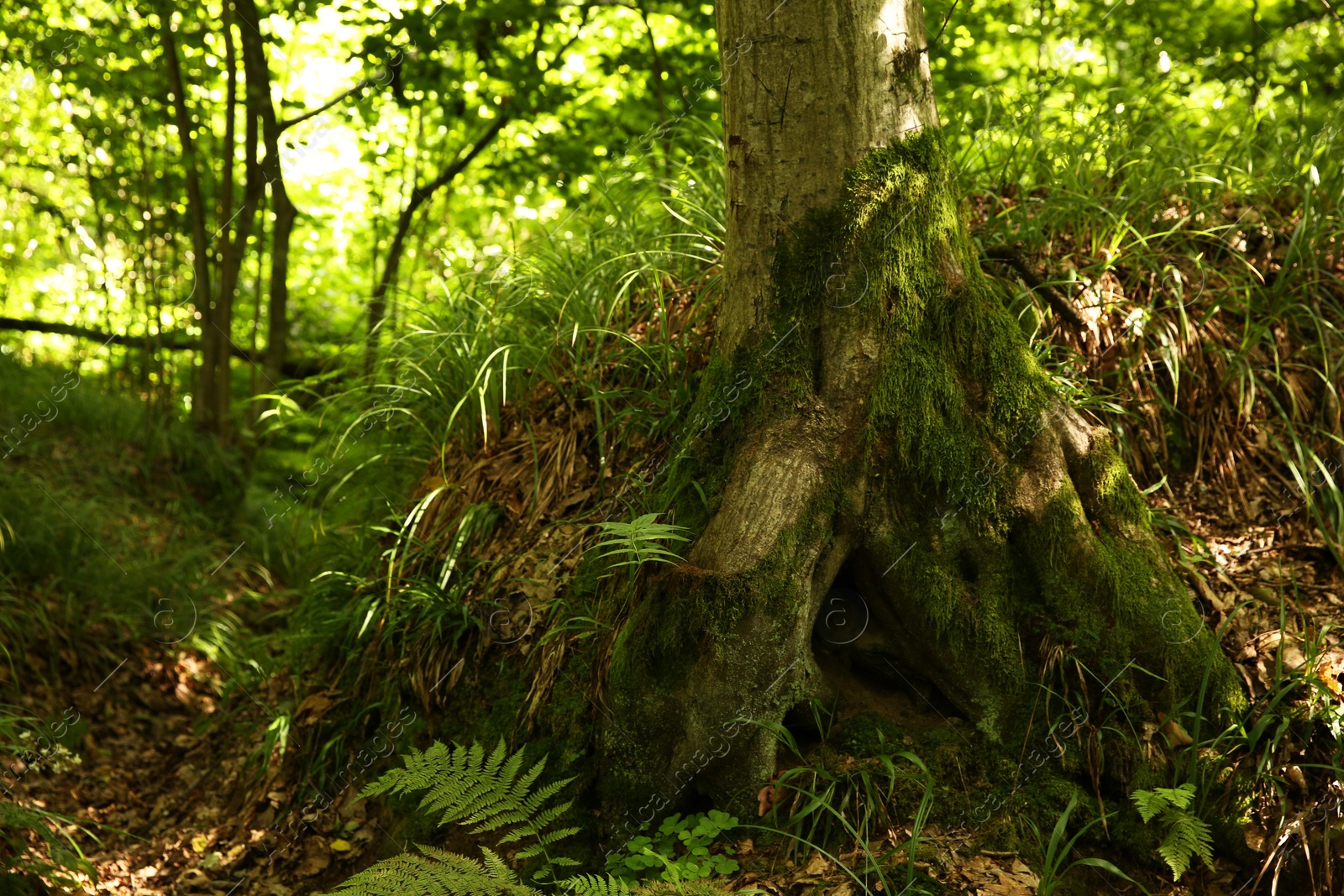 Photo of Tree trunk and roots in forest outdoors