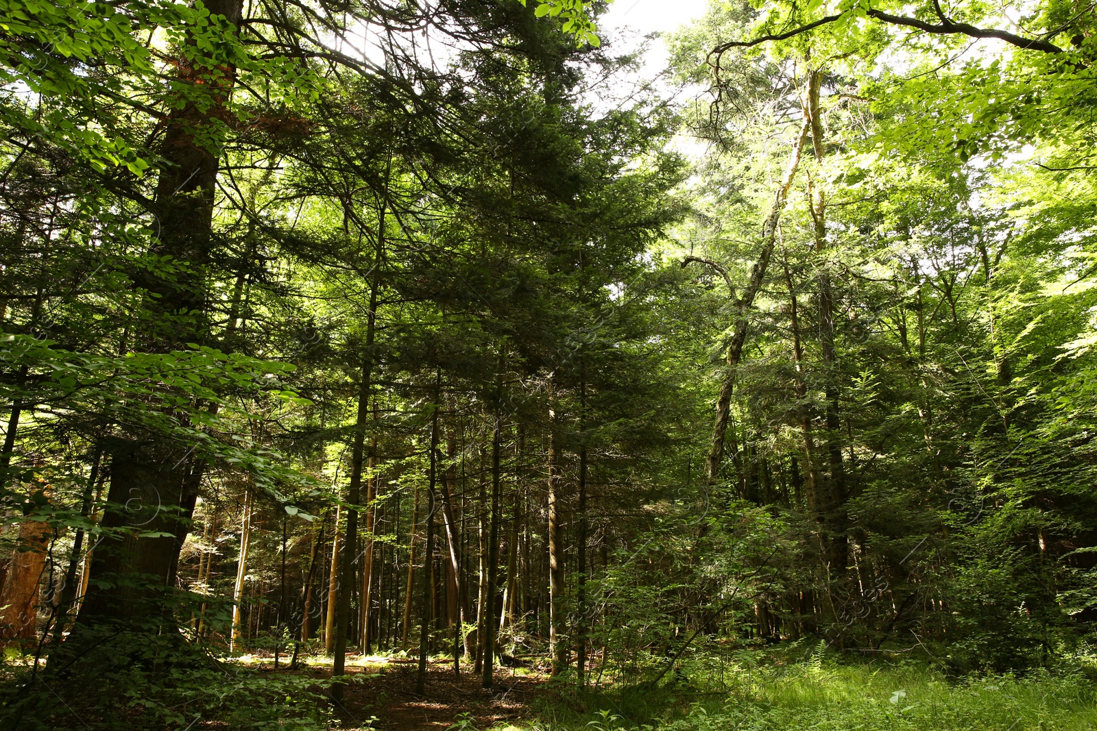 Photo of Beautiful green trees and plants in forest, low angle view