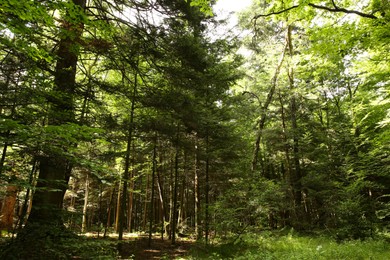 Beautiful green trees and plants in forest, low angle view