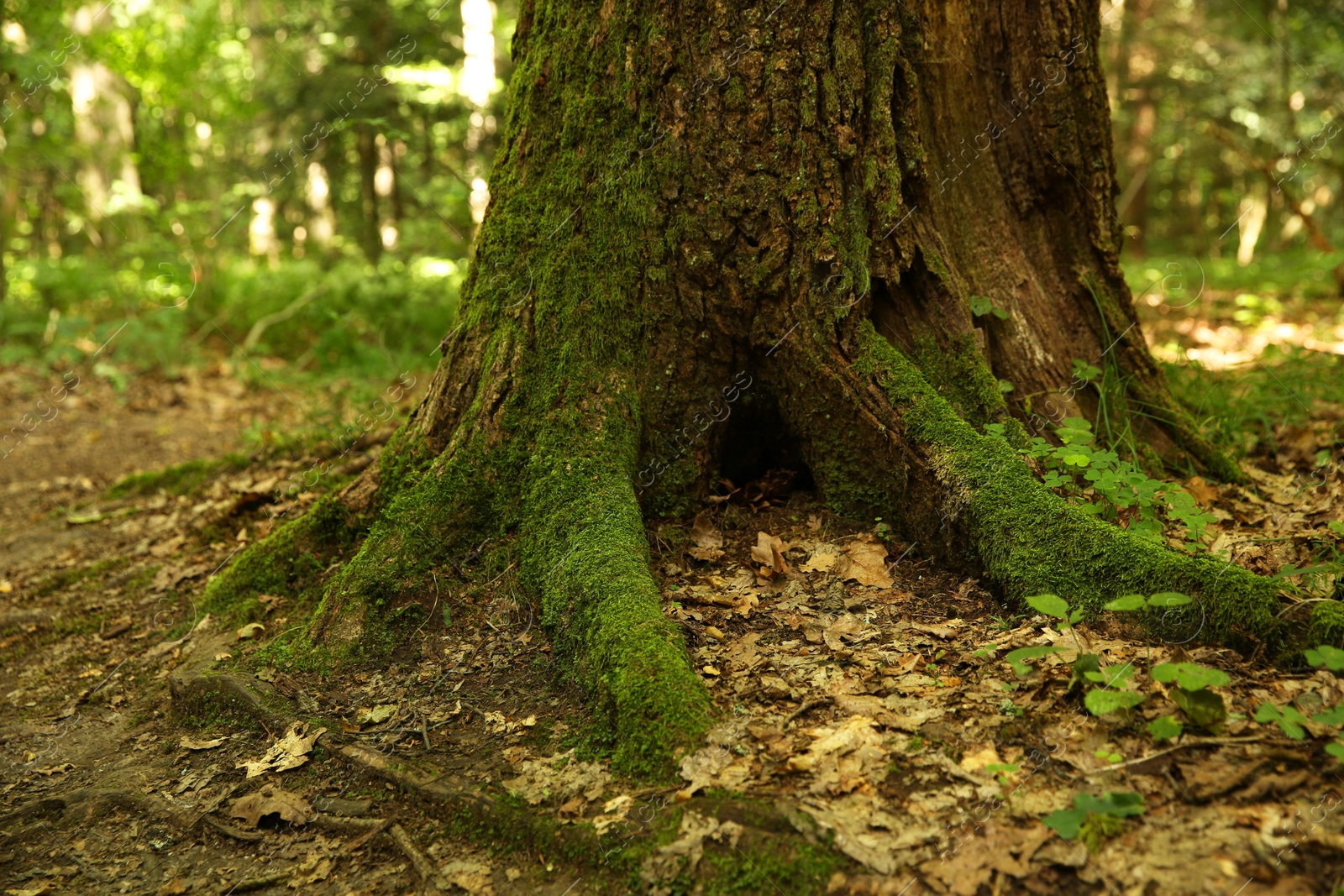 Photo of Tree trunk and roots in forest outdoors