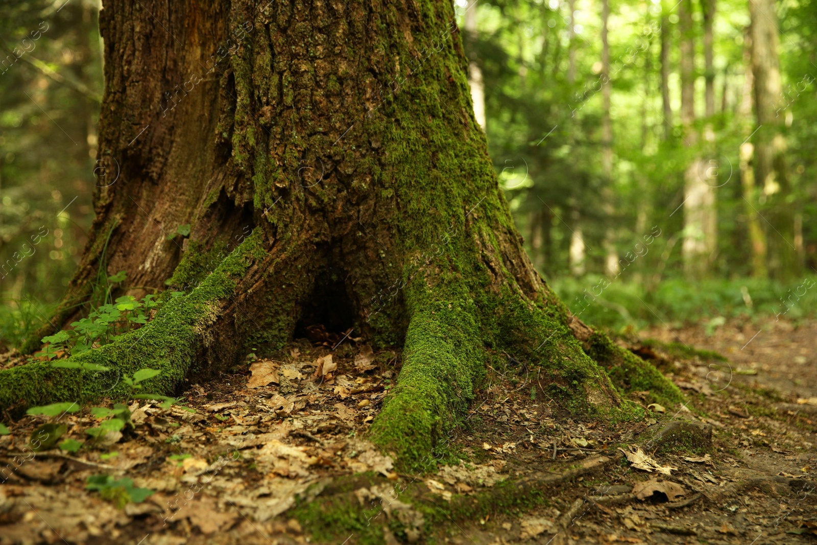 Photo of Tree trunk and roots in forest outdoors