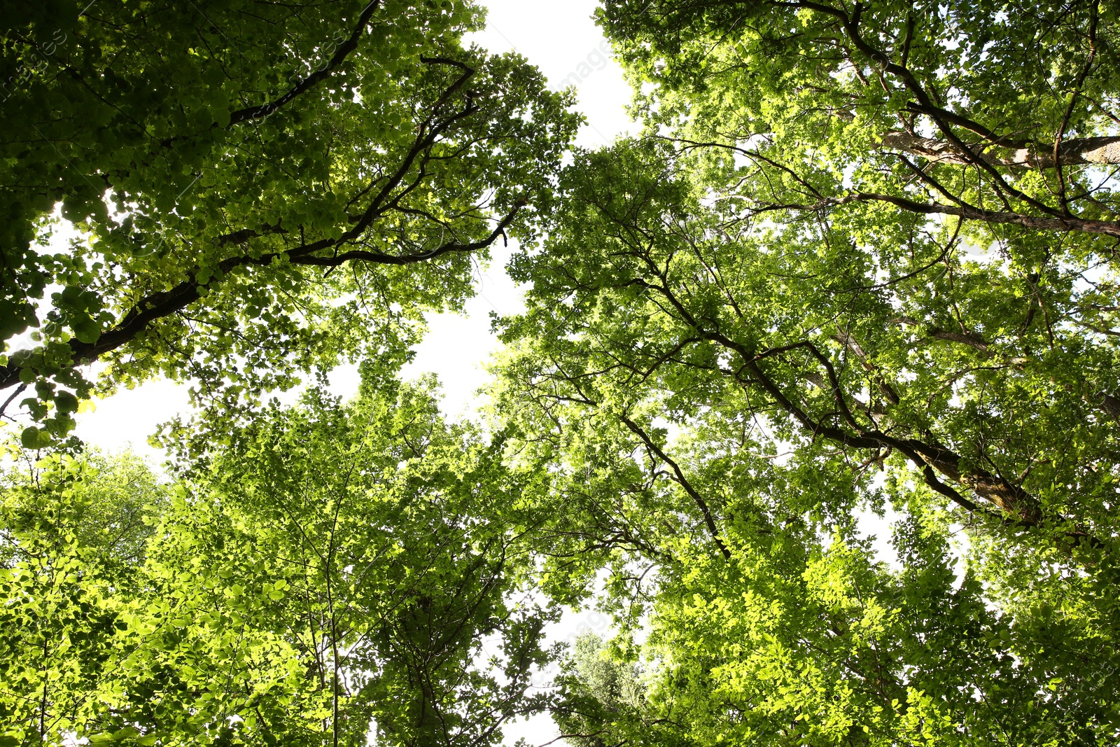 Photo of Beautiful green trees growing in forest, bottom view