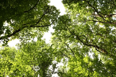 Beautiful green trees growing in forest, bottom view