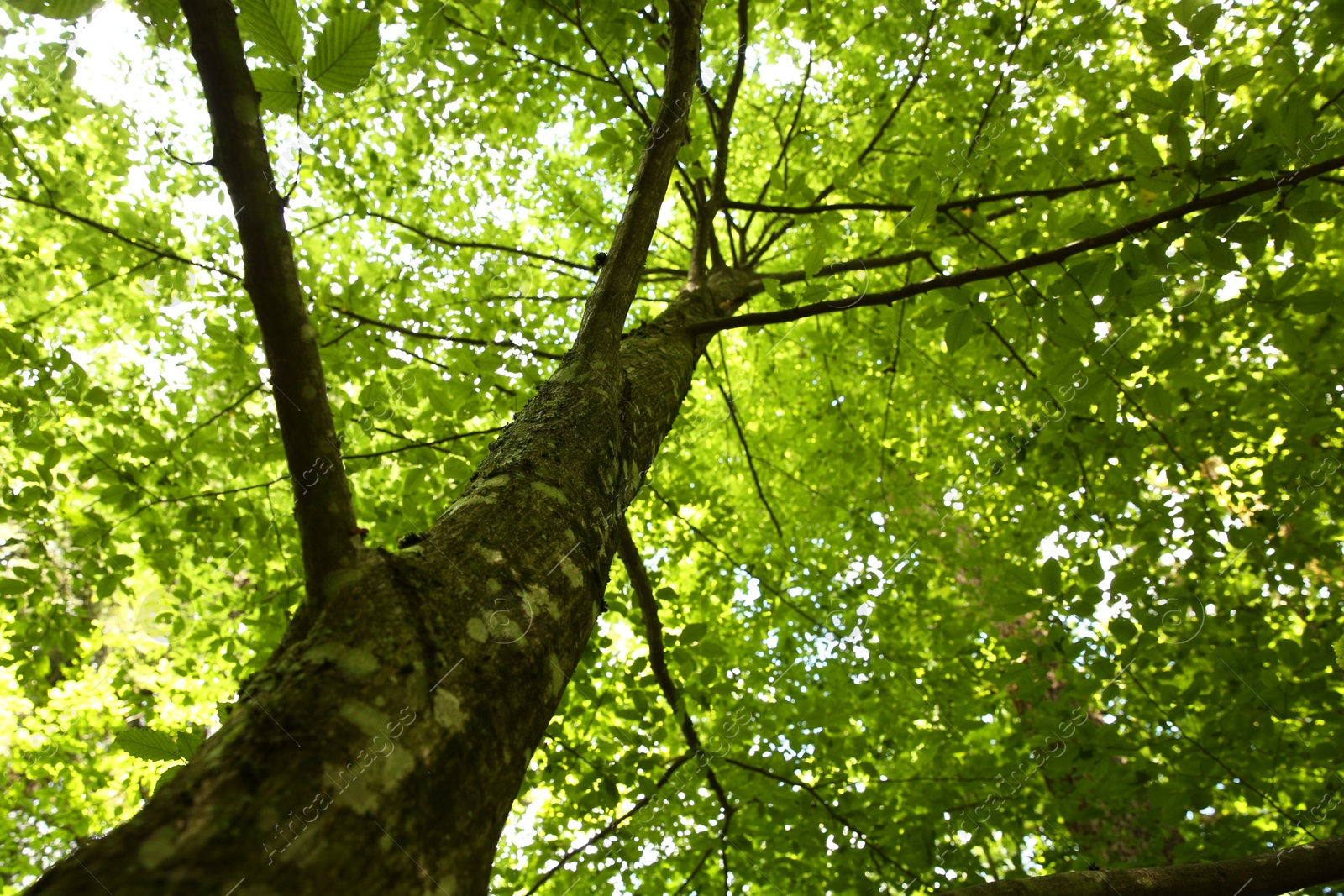 Photo of Beautiful green tree growing in forest, bottom view