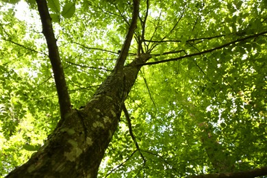 Beautiful green tree growing in forest, bottom view