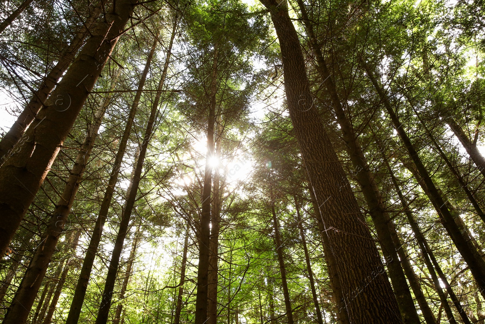 Photo of Beautiful green trees in forest, low angle view