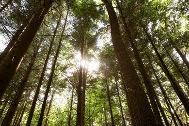 Photo of Beautiful green trees in forest, low angle view