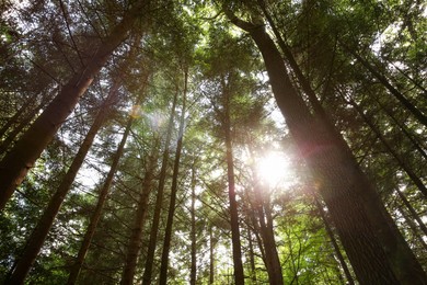 Photo of Beautiful green trees in forest, low angle view