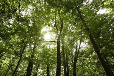 Photo of Beautiful green trees growing in forest, low angle view