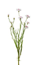 Photo of Twig with beautiful cornflowers on white background