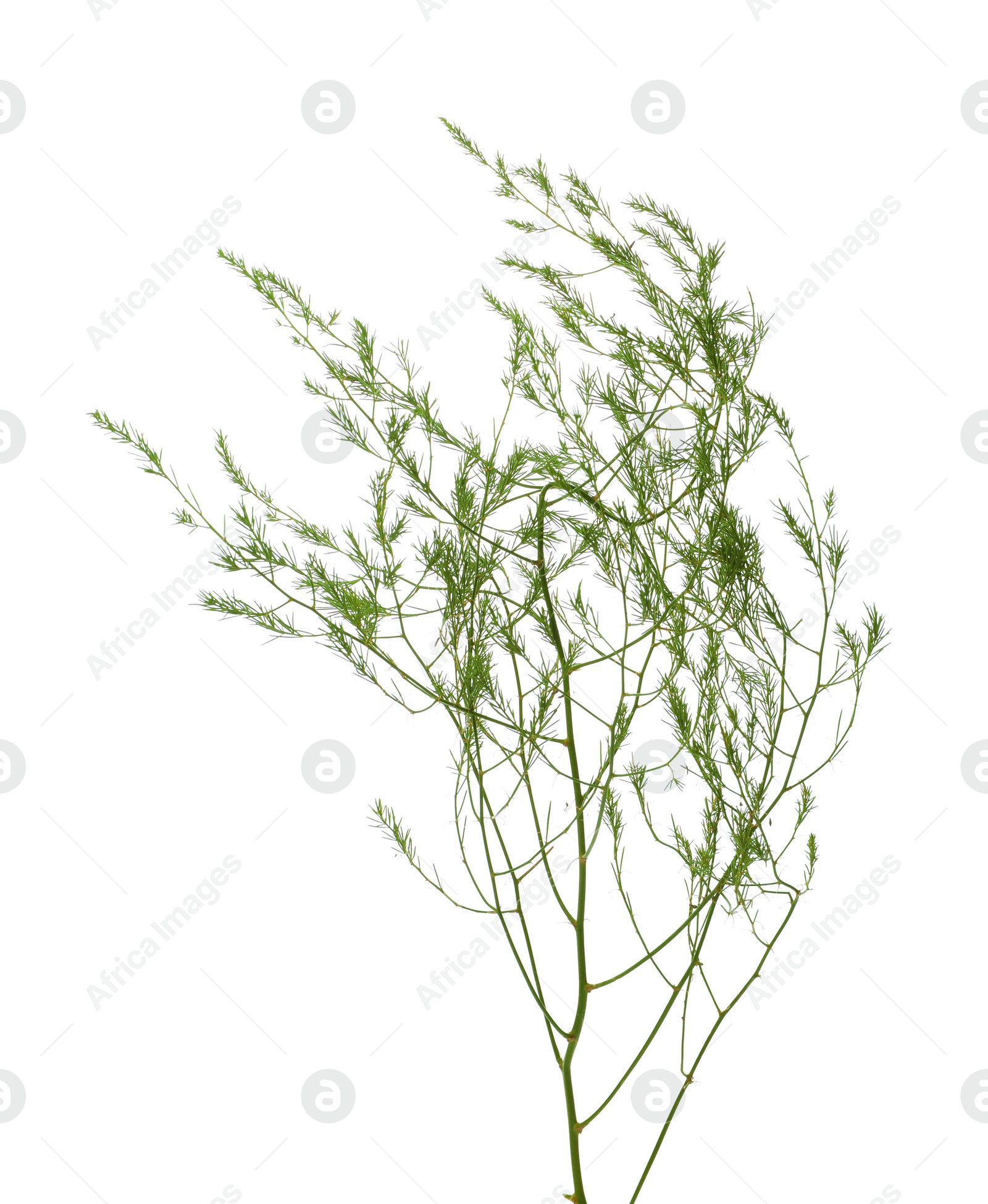 Photo of One wild green plant on white background