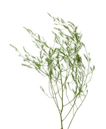 Photo of One wild green plant on white background