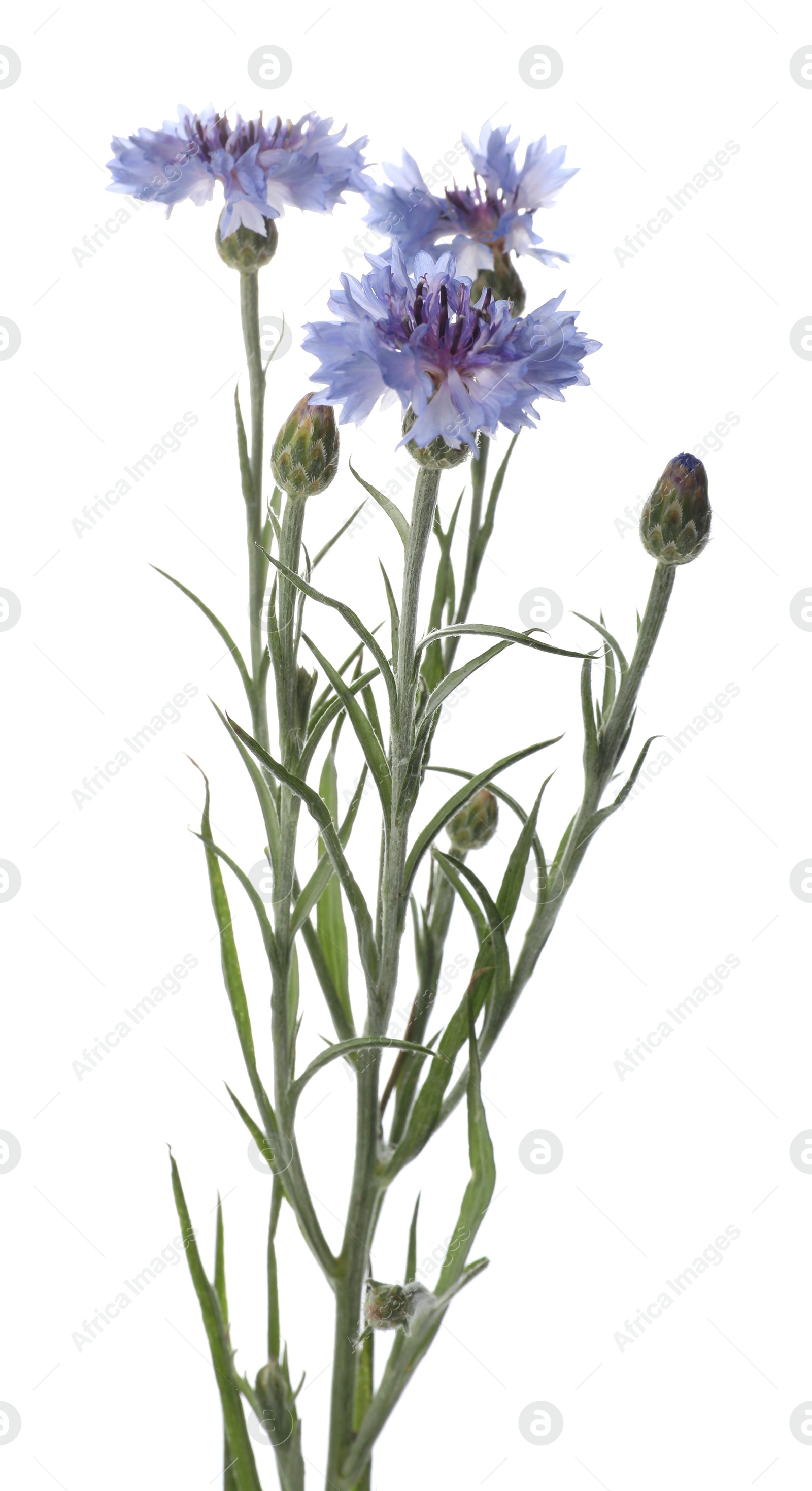 Photo of Twig with beautiful cornflowers on white background