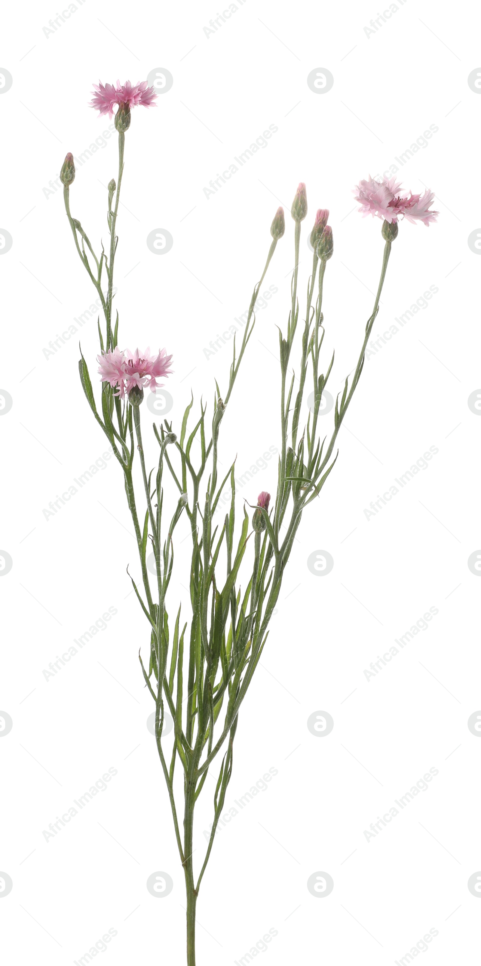 Photo of Twig with beautiful cornflowers on white background