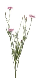 Twig with beautiful cornflowers on white background