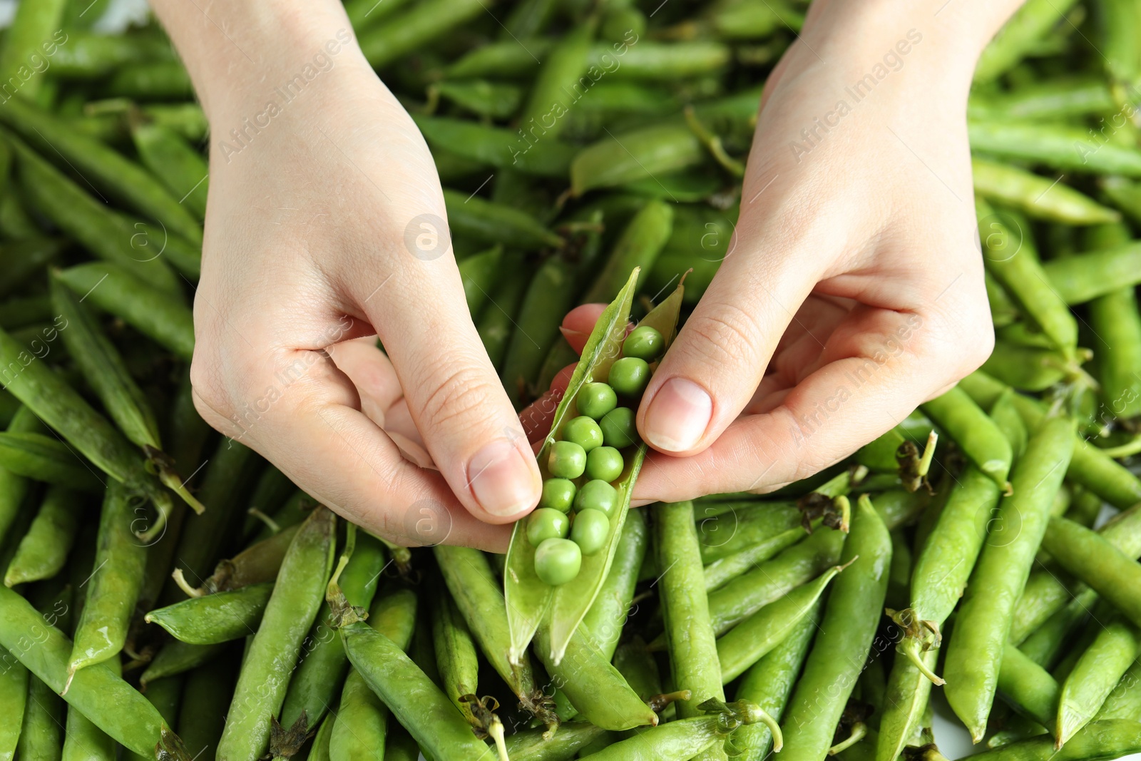 Photo of Woman opening fresh green pea pods, closeup