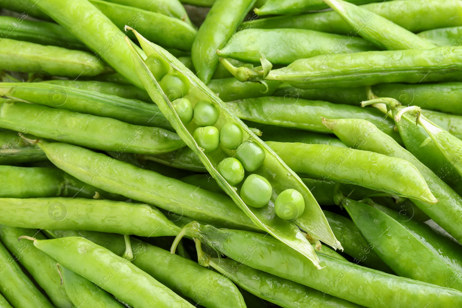 Photo of Many fresh green pods as background, closeup