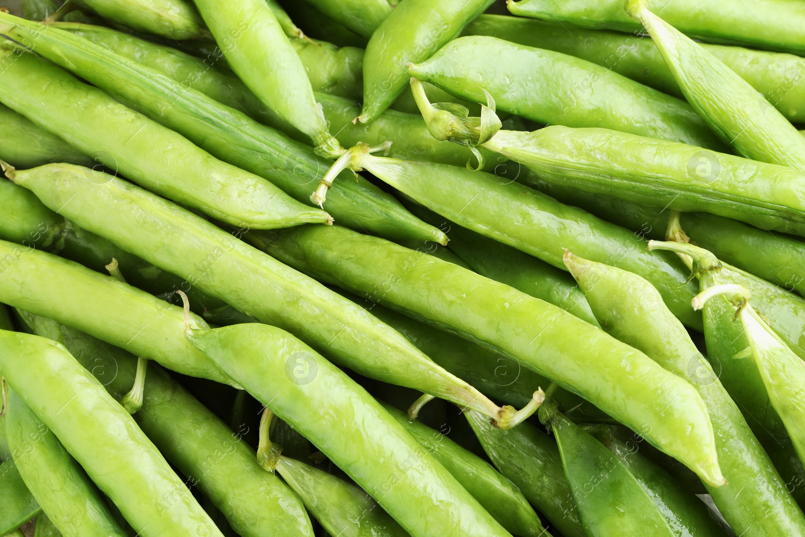 Photo of Many fresh green pods as background, closeup