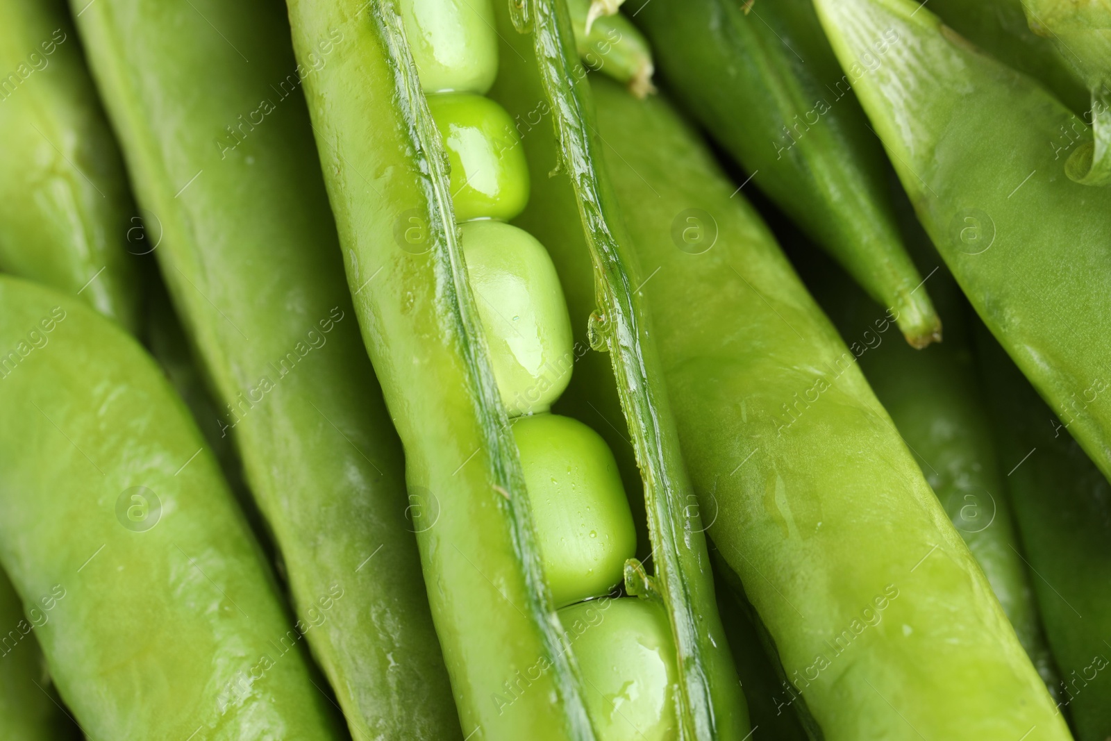 Photo of Many fresh green pods as background, closeup