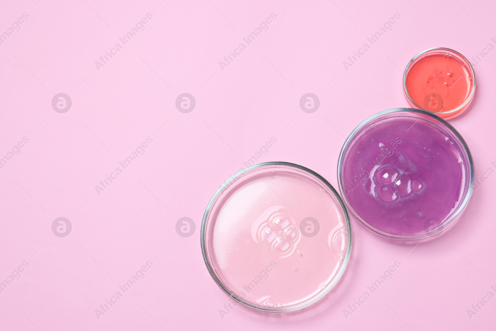 Photo of Petri dishes with samples on pink background, top view. Space for text