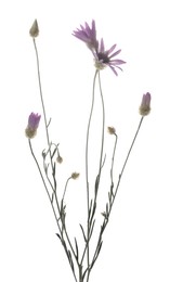 Photo of Many beautiful wild flowers on white background