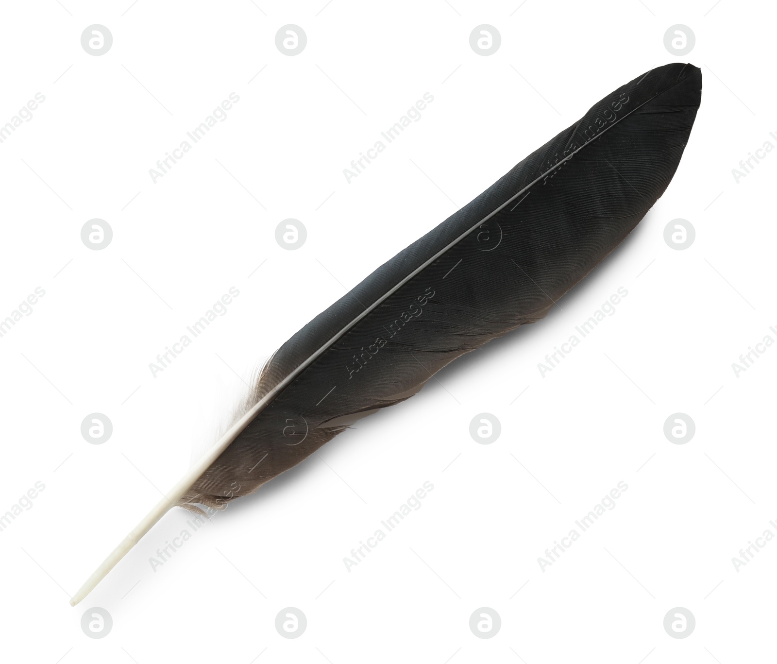 Photo of Beautiful black bird feather isolated on white, top view