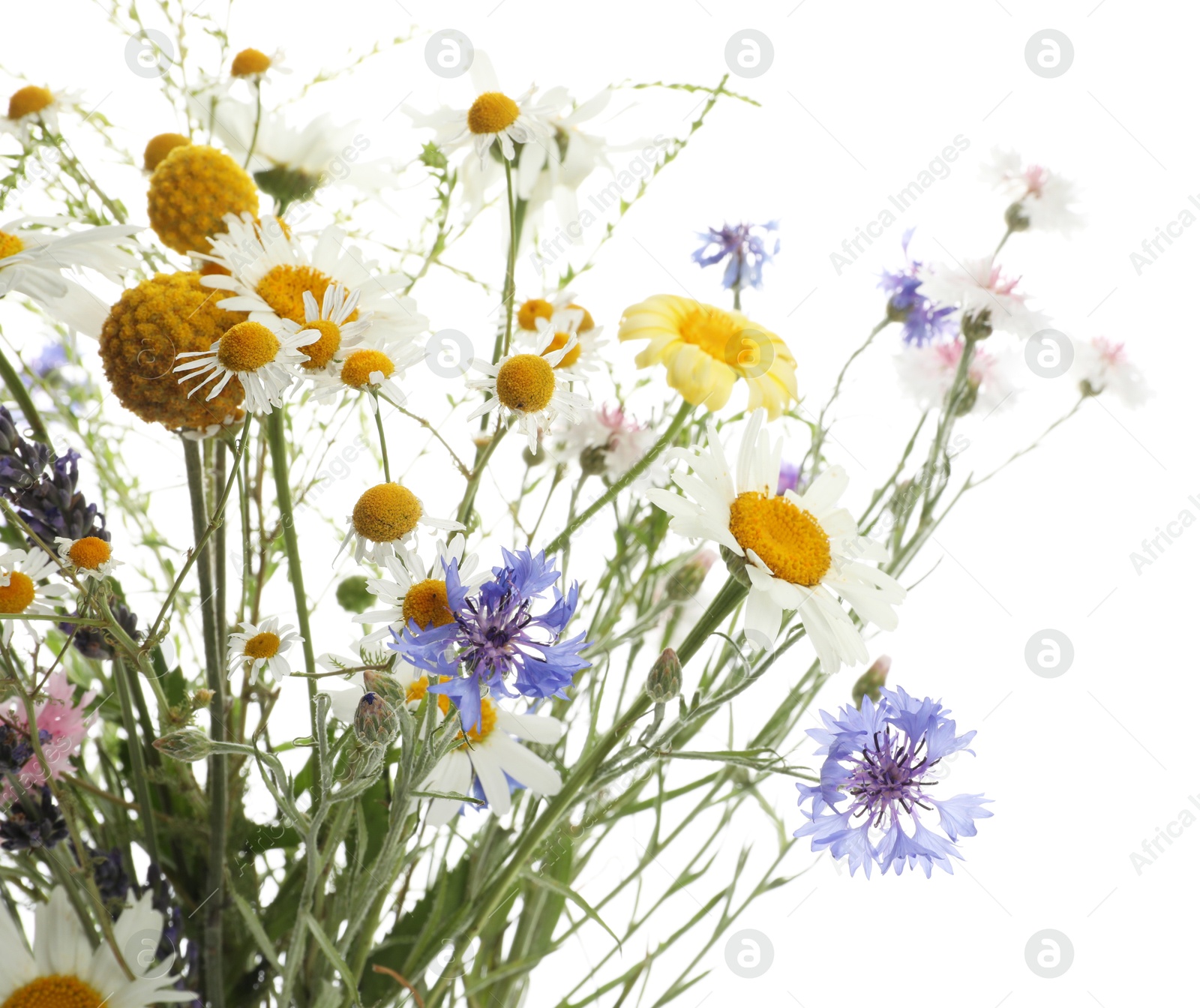 Photo of Bouquet of beautiful wildflowers isolated on white