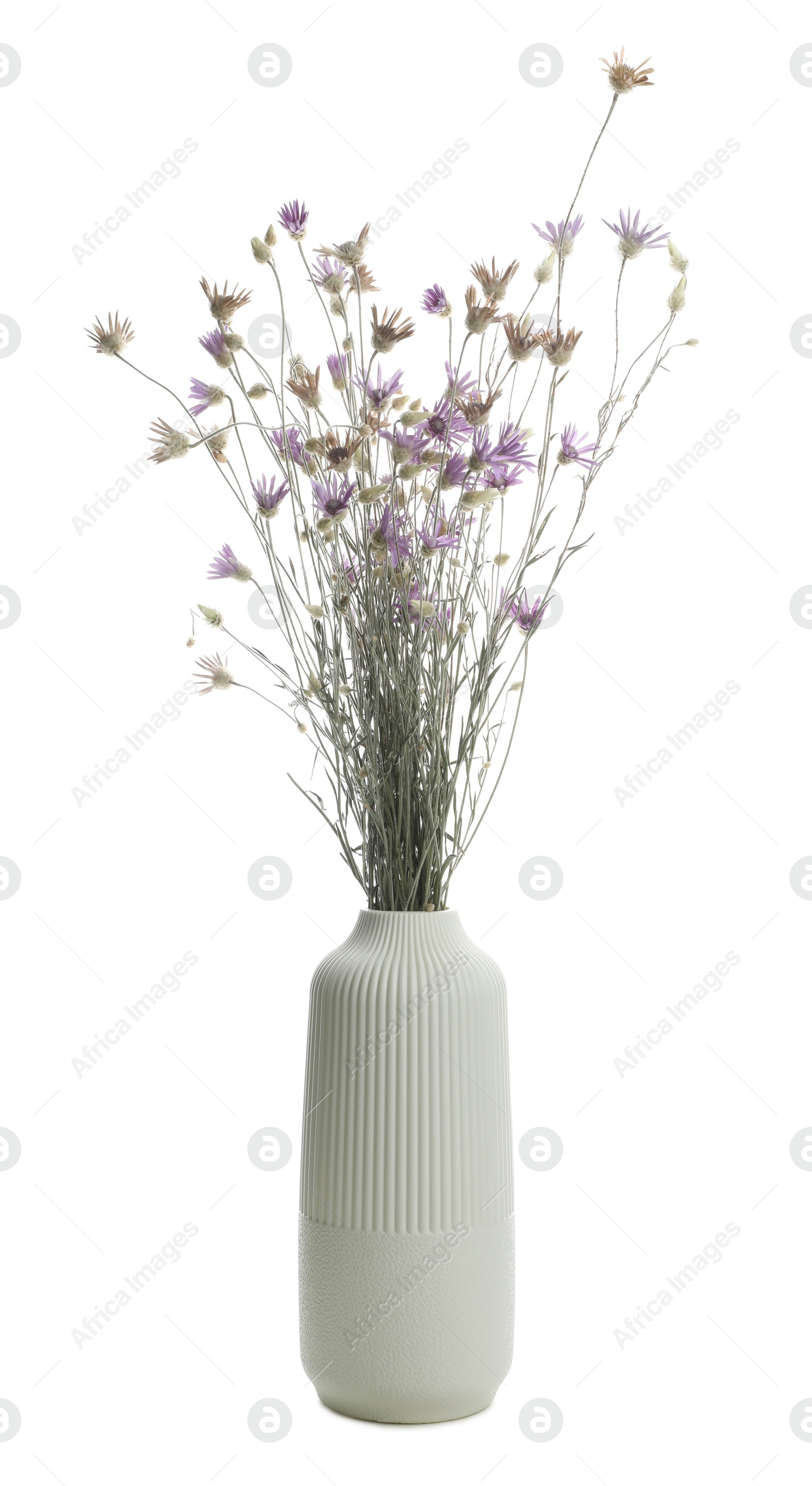 Photo of Beautiful wildflowers in vase isolated on white