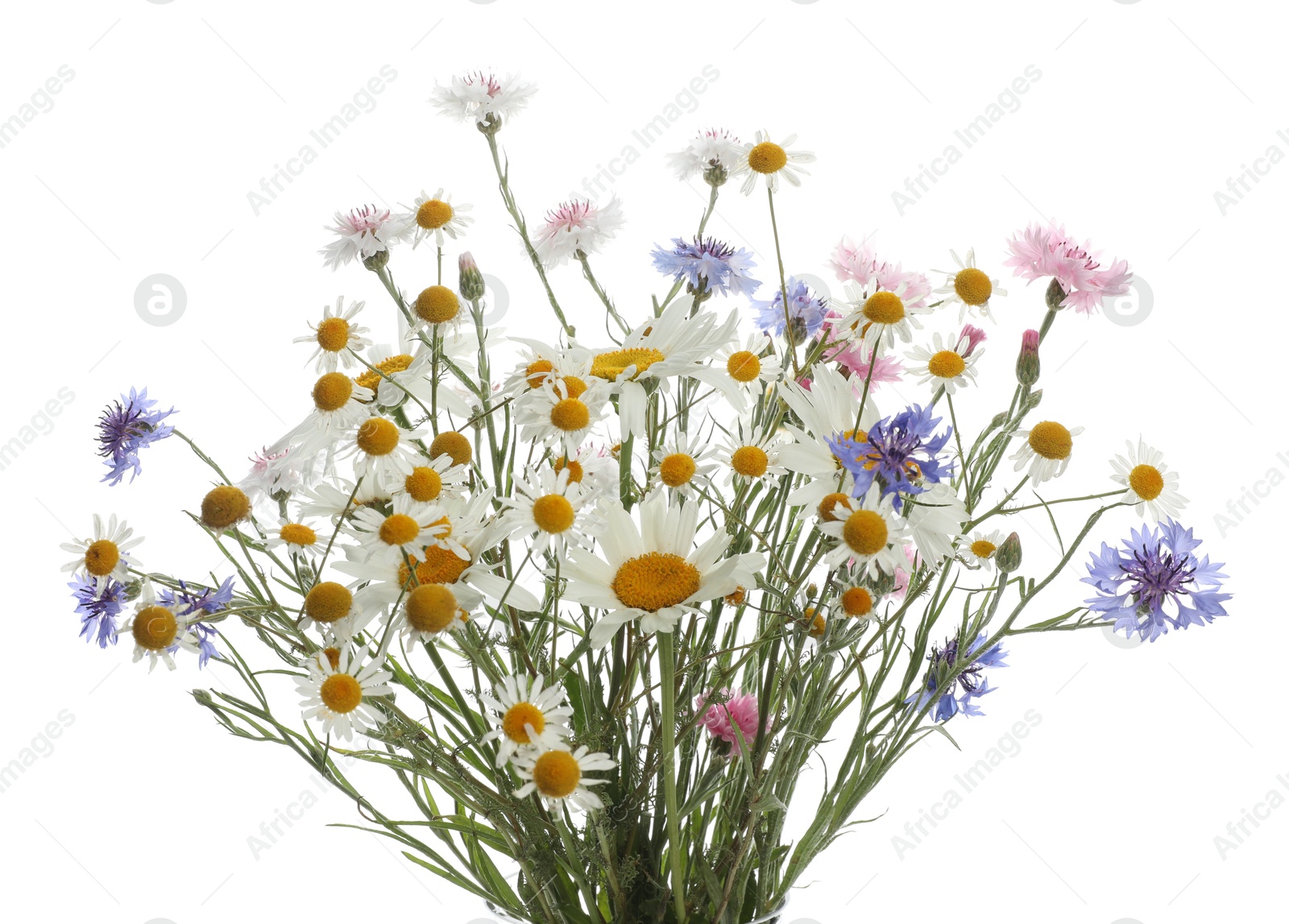 Photo of Bouquet of beautiful wildflowers isolated on white