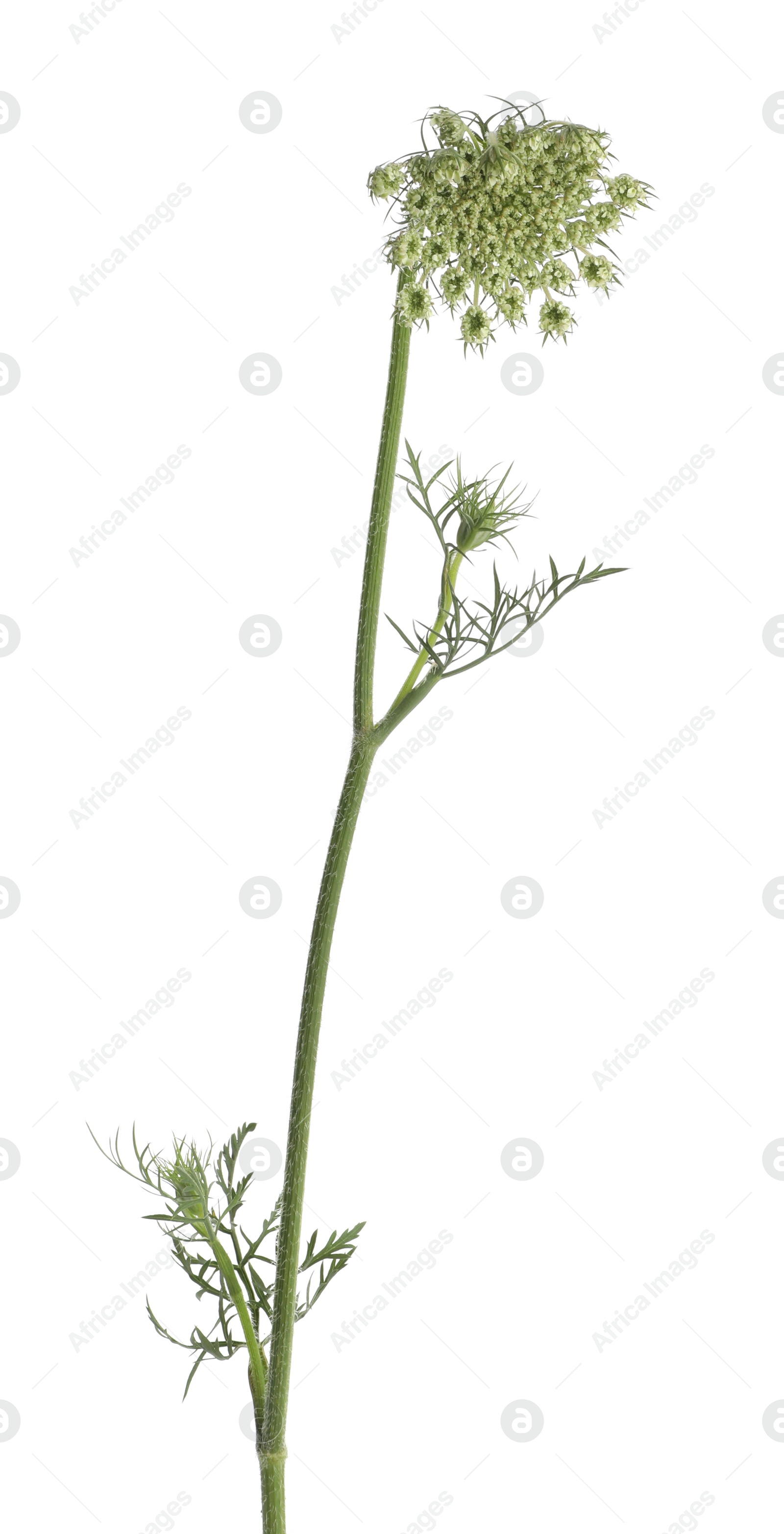 Photo of One beautiful daucus flower isolated on white